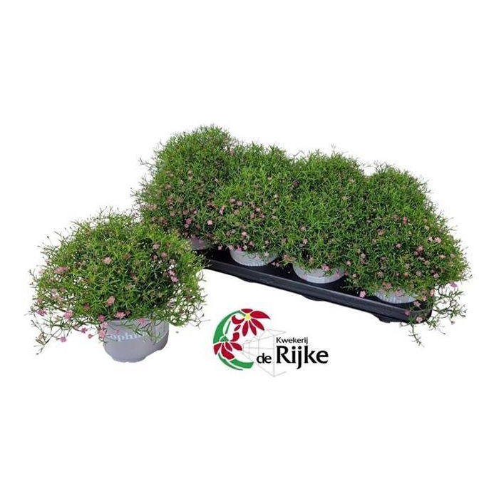 <h4>Gypsophila 12Ø 25cm</h4>