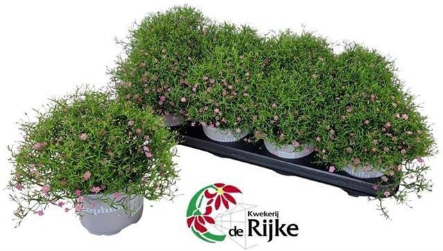 Gypsophila 12Ø 25cm