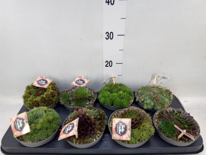 <h4>Sempervivum   ...</h4>