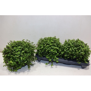 Callisia Repens