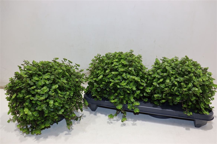 <h4>Callisia Repens</h4>