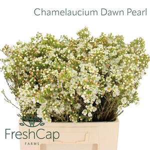 Chamelaucium Dawn Pearl