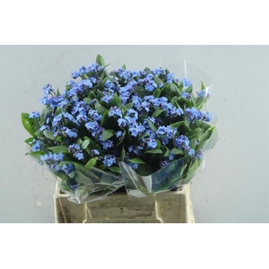 Myos Ov Blauw