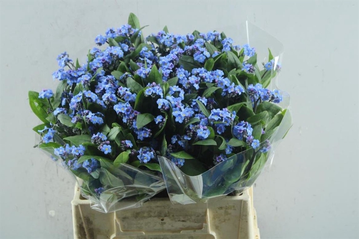 <h4>Myos Ov Blauw</h4>