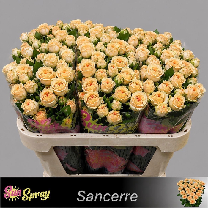 <h4>R TR SANCERRE</h4>
