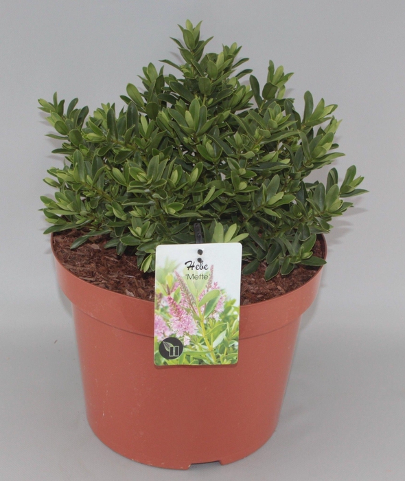 <h4>Hebe 'Mette' C10</h4>