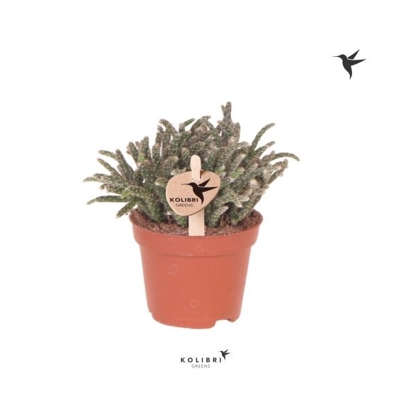 <h4>Kolibri Greens Rhipsalis Pilocarpa</h4>