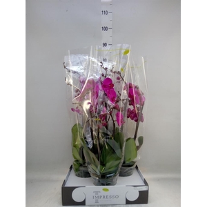 Phalaenopsis ...lilac
