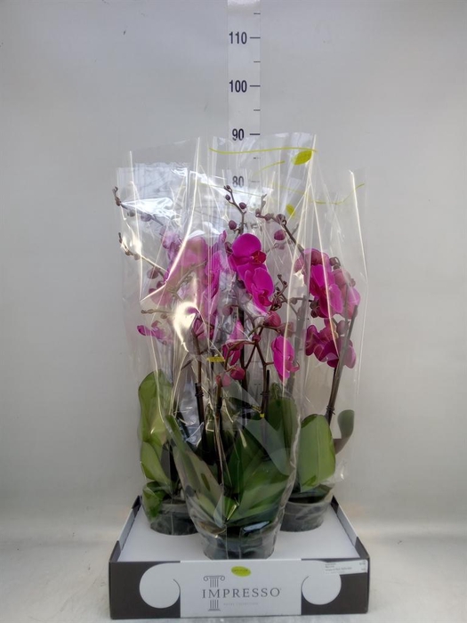 <h4>Phalaenopsis ...lilac</h4>
