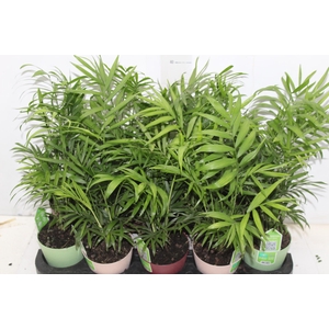CHAMAEDOREA ELEGANS P11