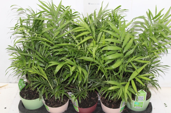 <h4>CHAMAEDOREA ELEGANS P11</h4>