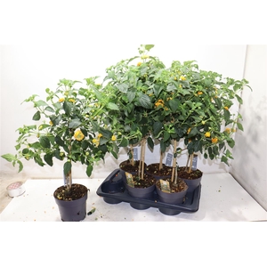 Lantana Cam Ov