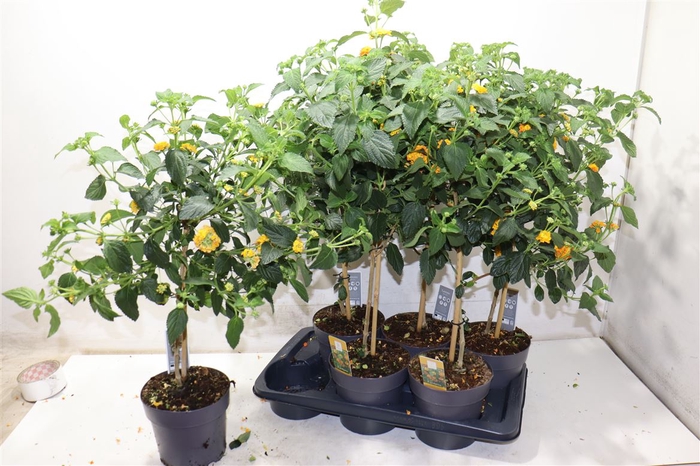 <h4>Lantana Cam Ov</h4>
