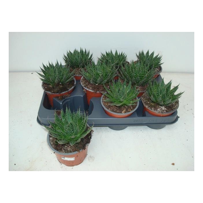 <h4>ALOE ARISTATA</h4>