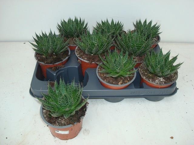 <h4>ALOE ARISTATA</h4>