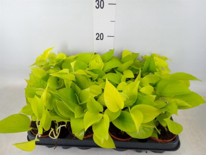 <h4>Epipremnum pinn. 'Golden Pothos'</h4>