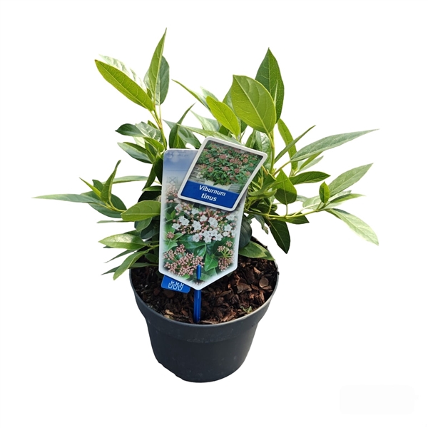 <h4>Viburnum tinus</h4>