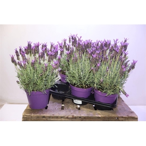 Lavandula Stoechas