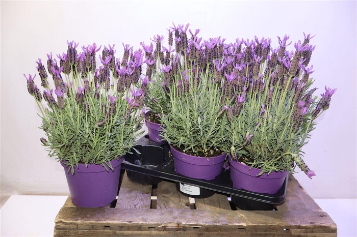 <h4>Lavandula Stoechas</h4>