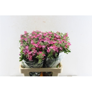 Oxypetalum Co Pink Harmony