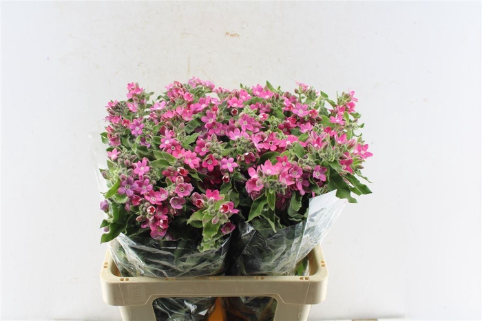 <h4>Oxypetalum Co Pink Harmony</h4>