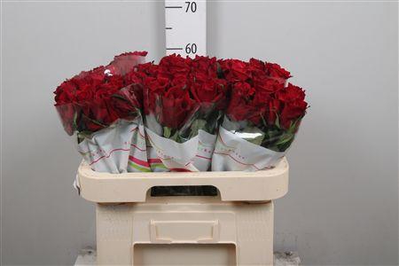 <h4>R Gr Ever Red</h4>