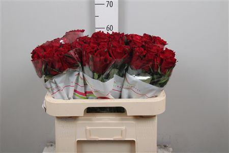 <h4>R Gr Ever Red</h4>