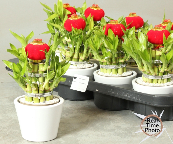 <h4>DRA LUCKY BAMBOO</h4>