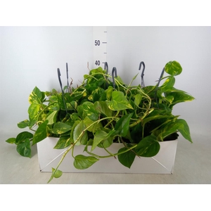 Epipremnum pinn.   HG