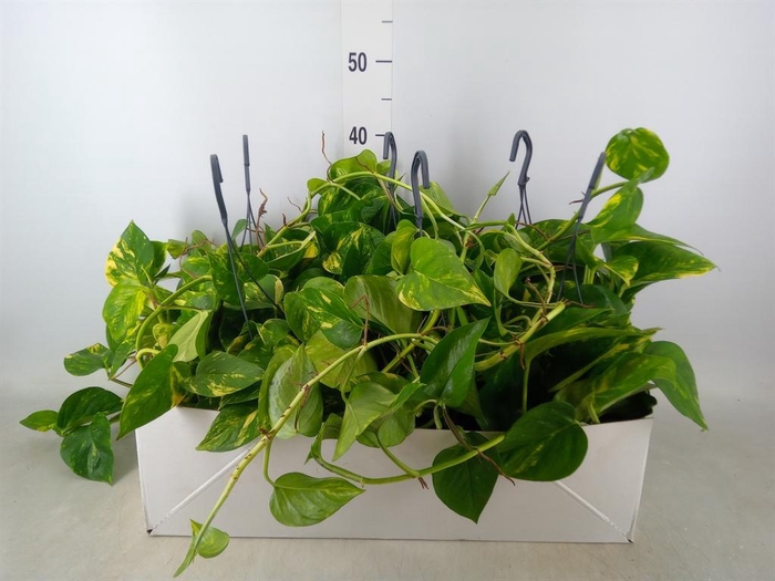 <h4>Epipremnum pinn.   HG</h4>