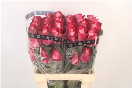 <h4>R Gr Ec Bluez</h4>