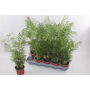 CHAMAED ELEGANS