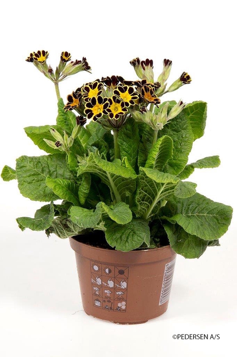 <h4>PRIMULA VERIS p10.5</h4>