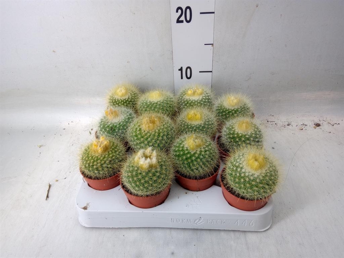 <h4>Cactus   ...</h4>