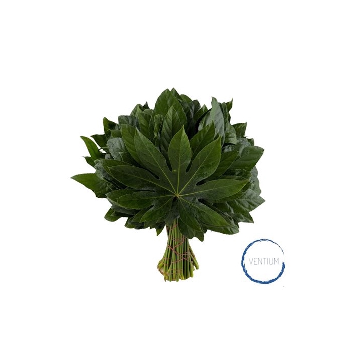 <h4>ARALIA VENTIUM 35CM</h4>