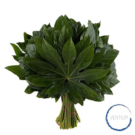 <h4>ARALIA VENTIUM 35CM</h4>
