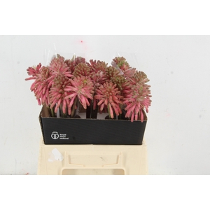 VELTHEIMIA BRACTEATA