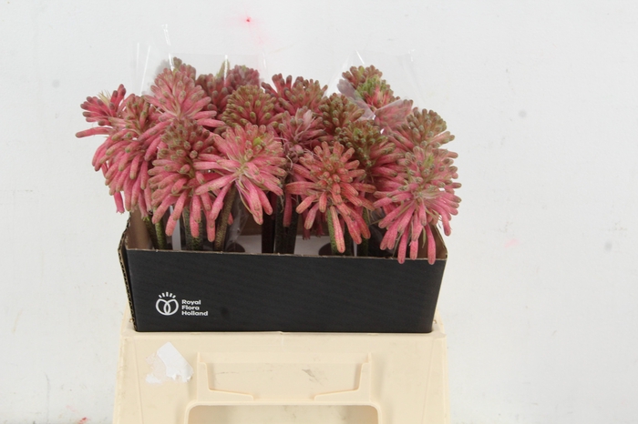 <h4>VELTHEIMIA BRACTEATA</h4>