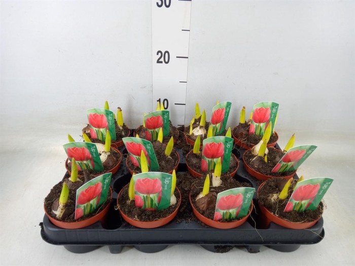 <h4>Tulipa   ...</h4>