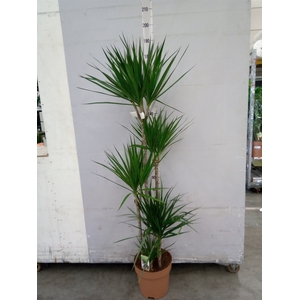 Dracaena marg.