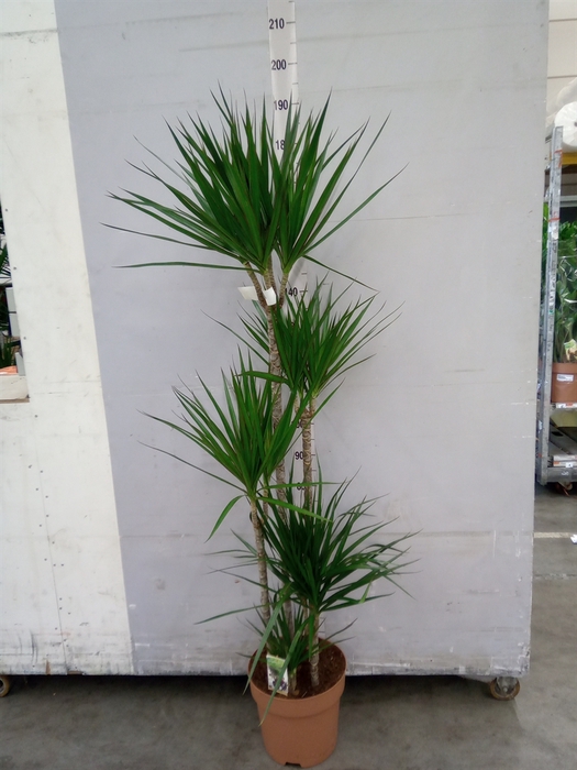 <h4>Dracaena marg.</h4>