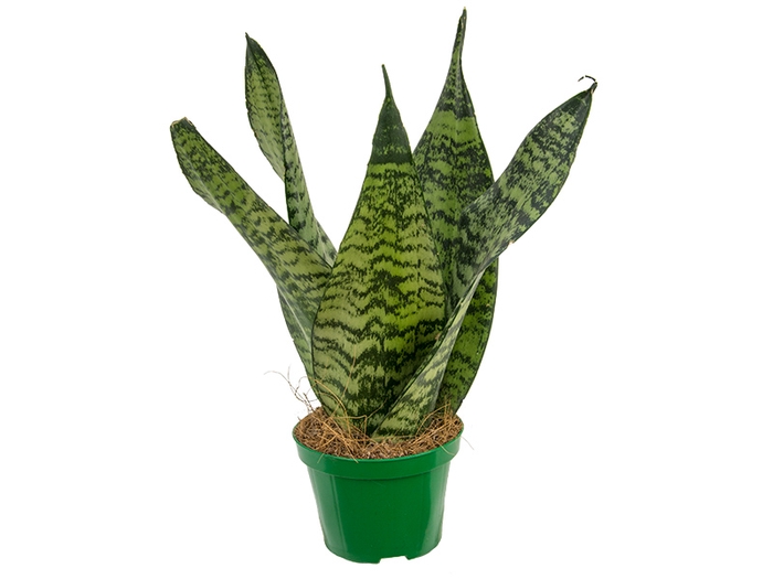 <h4>SANSEVIERIA COROA DINAMARQUESA P15</h4>