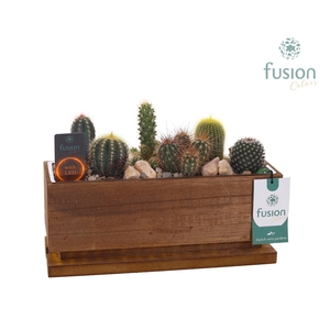 The Green Lighting Garden LED Medium lang met Cactus