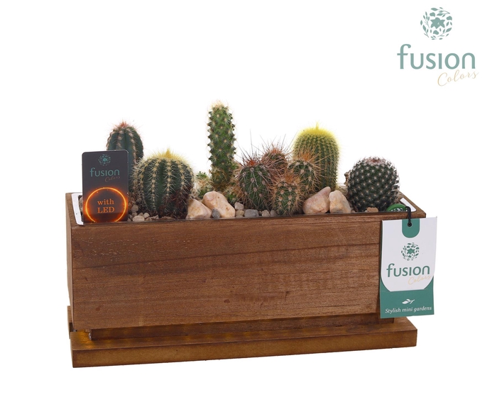 <h4>The Green Lighting Garden LED Medium lang met Cactus</h4>