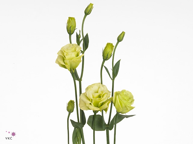 Eust Du Rosita Jade