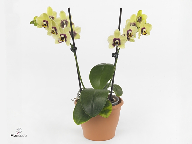 Phalaenopsis multi. 'FC Dp Secret'