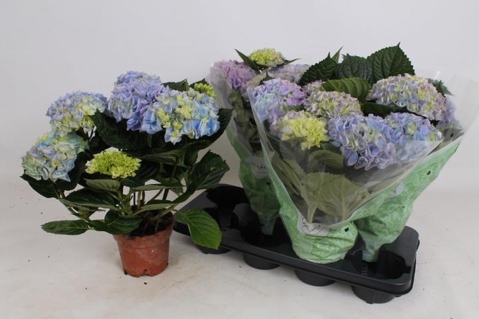 <h4>HYDR M HI RIVER</h4>