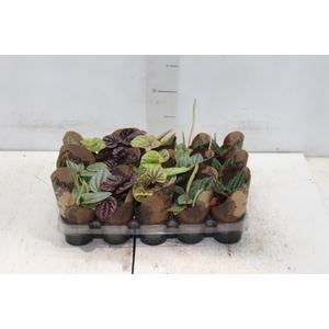 PEPEROMIA MINI P06 VARIADO