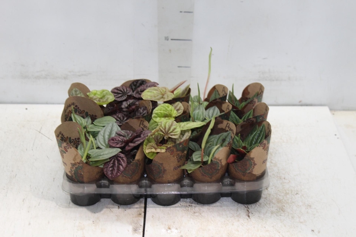 <h4>PEPEROMIA MINI P06 VARIADO</h4>