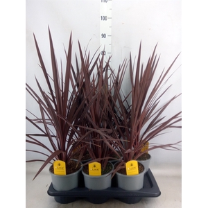 Cordyline austr. 'Red Star'